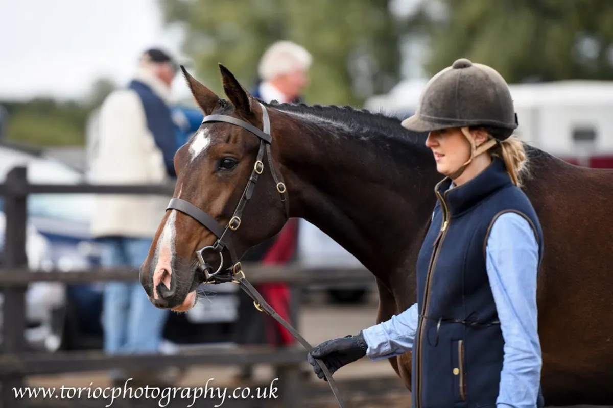 Exceptional 4yr old mare by Castlefield Kingston - Image 3