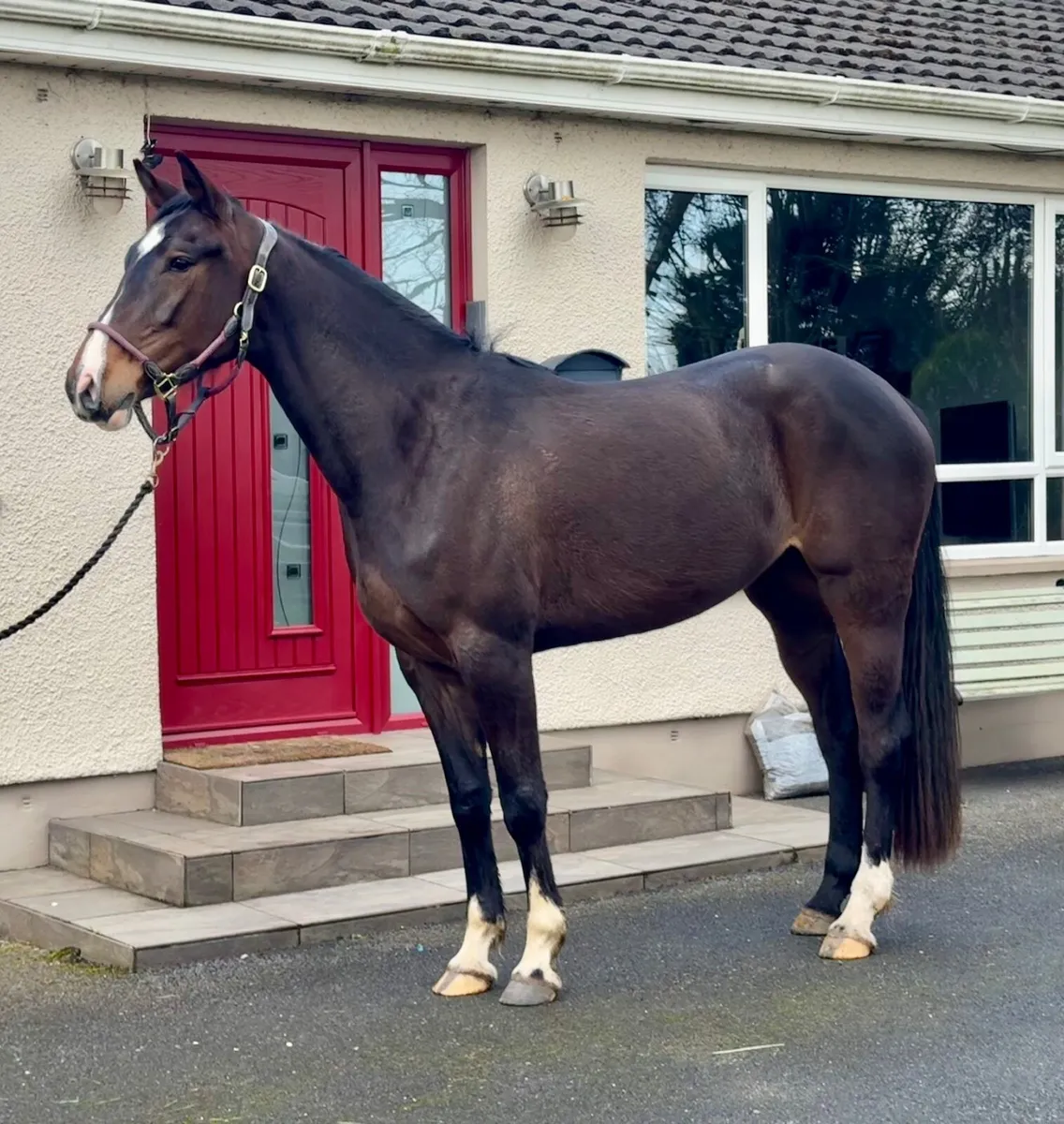 Exceptional 4yr old mare by Castlefield Kingston - Image 4