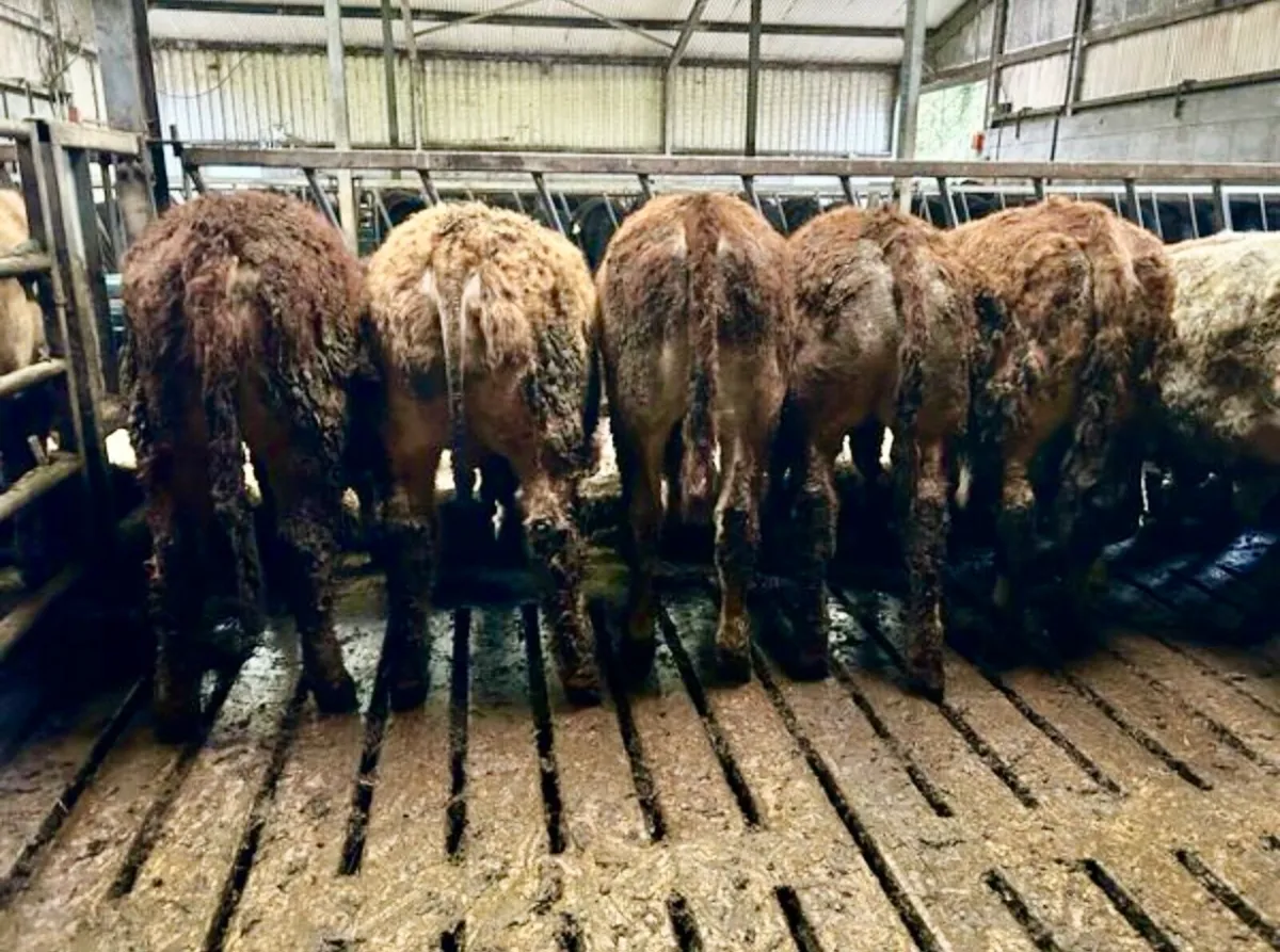 Charolais/Limousin bullocks - Image 1