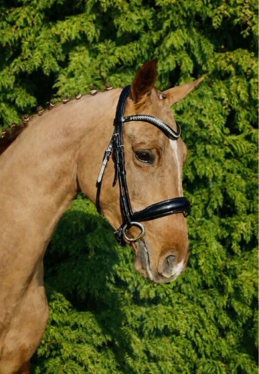 Exceptional eventing prospect - Image 4