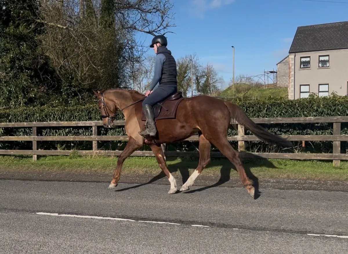 Exceptional eventing prospect - Image 1