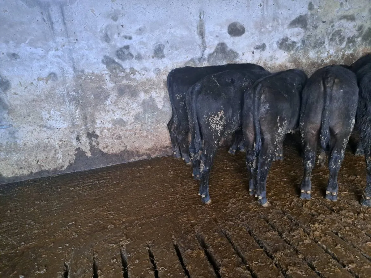 Six AA bullocks - Image 2