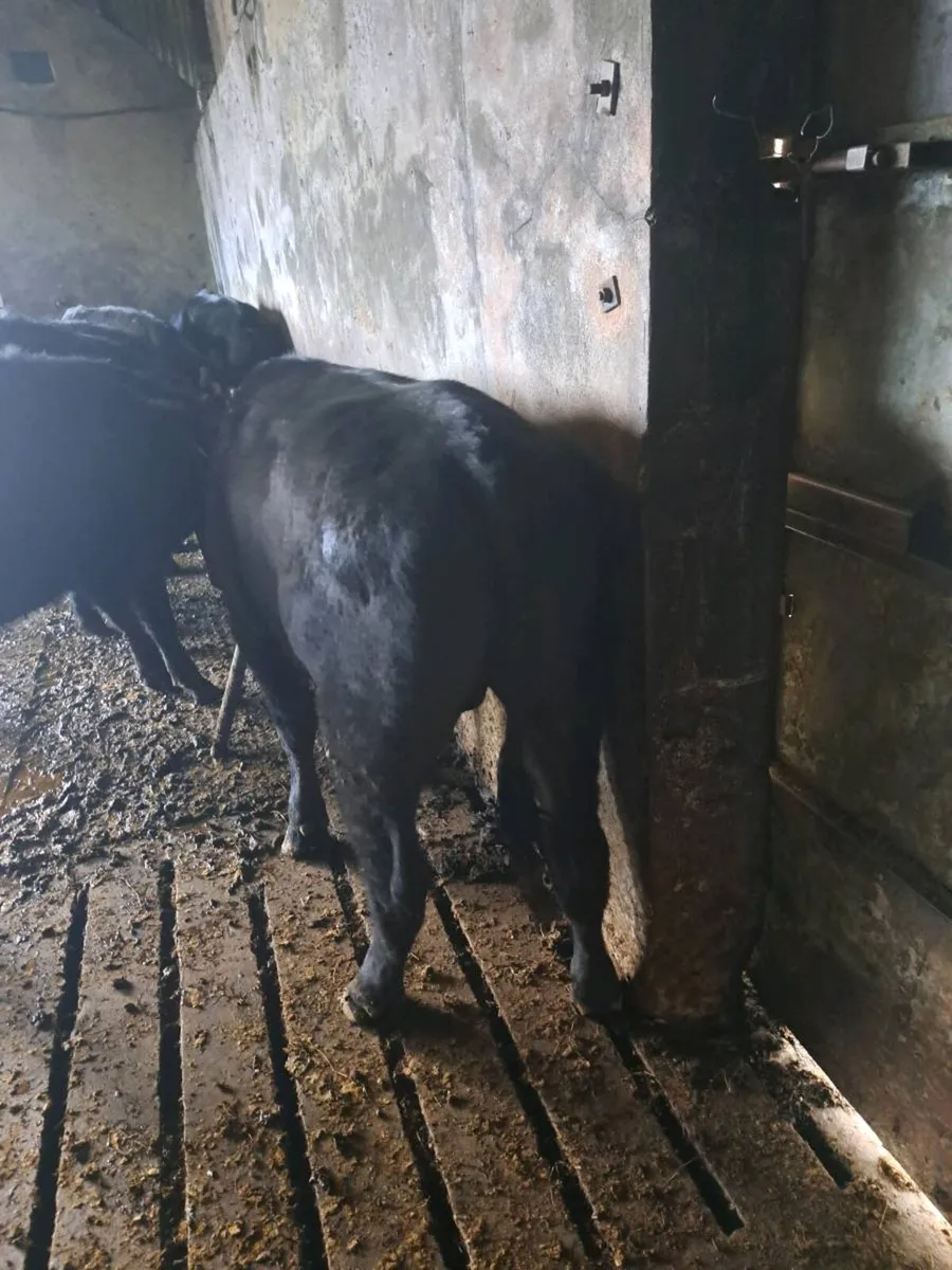 Six AA bullocks - Image 3