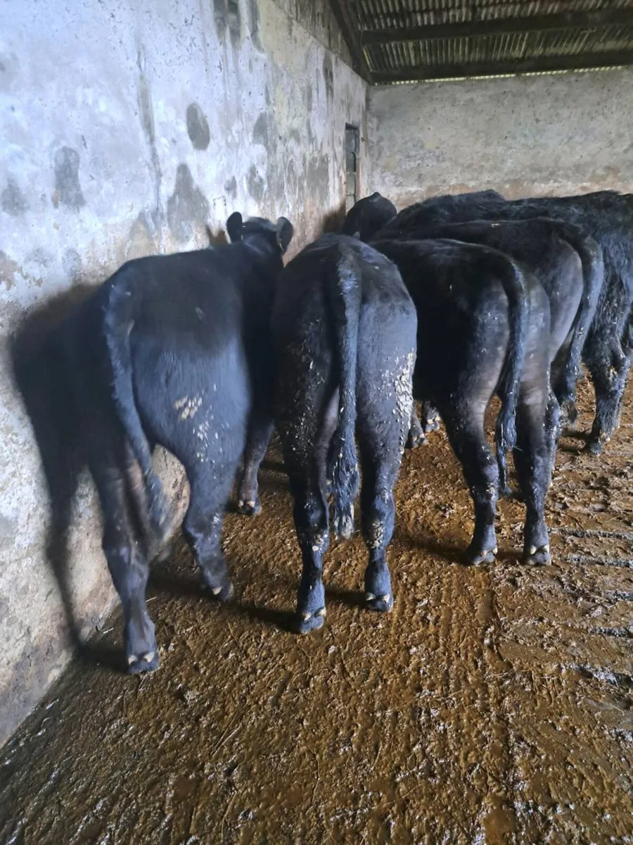 Six AA bullocks - Image 4