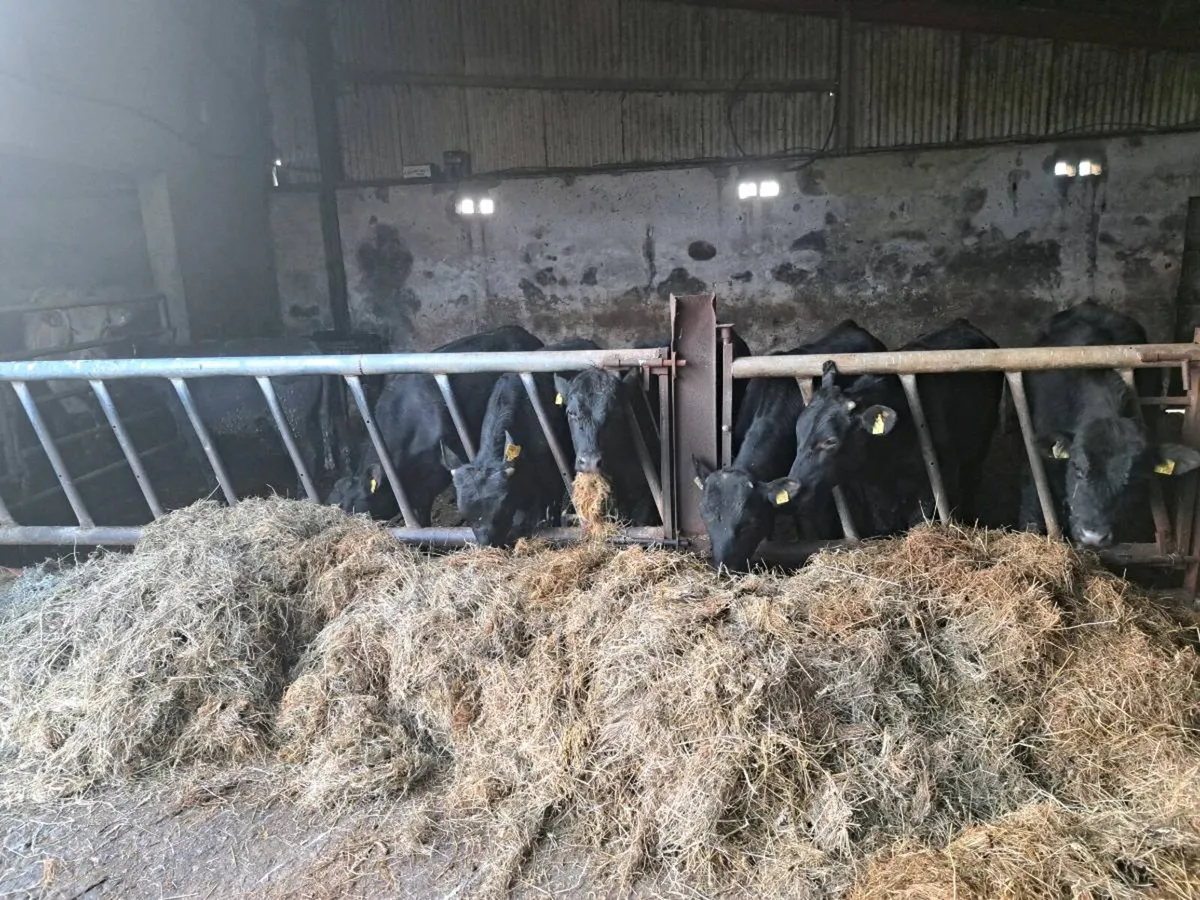 Six AA bullocks - Image 1