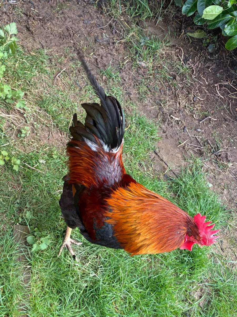 Purebred Hatching Eggs - Image 3