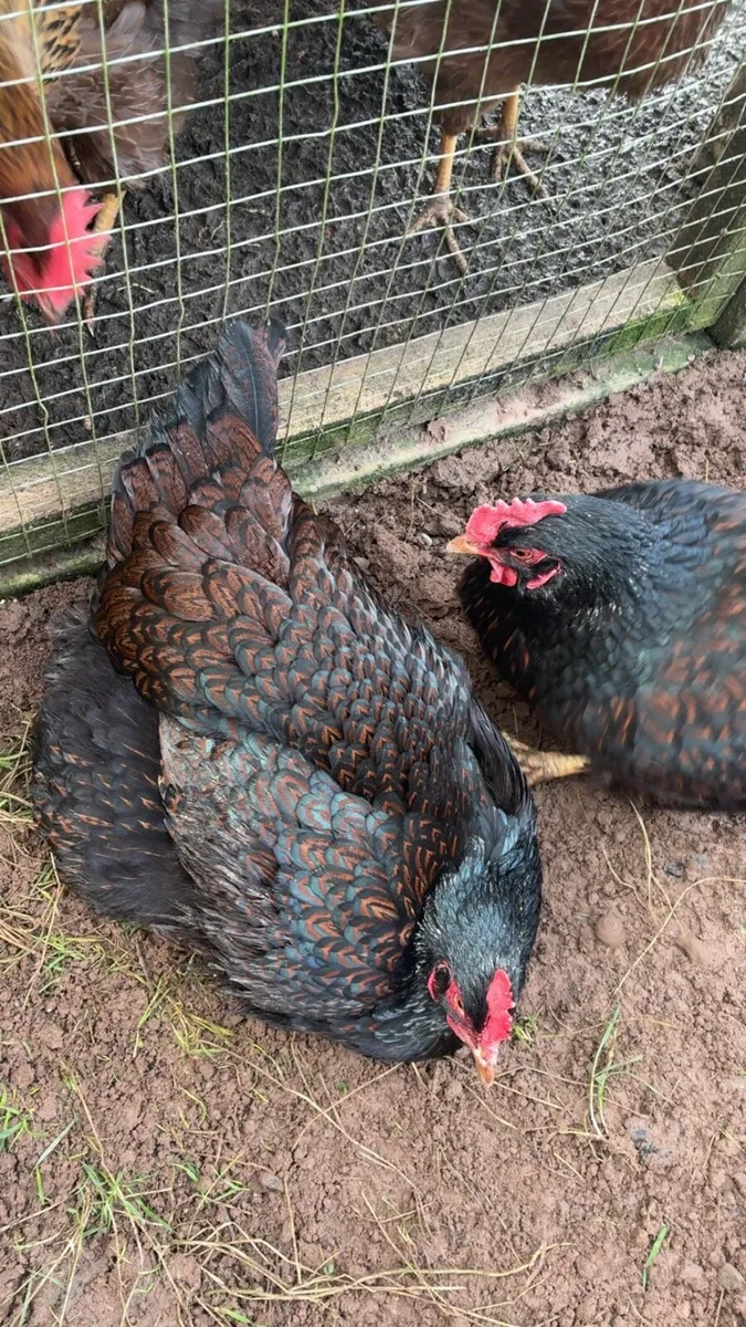 Purebred Hatching Eggs - Image 4