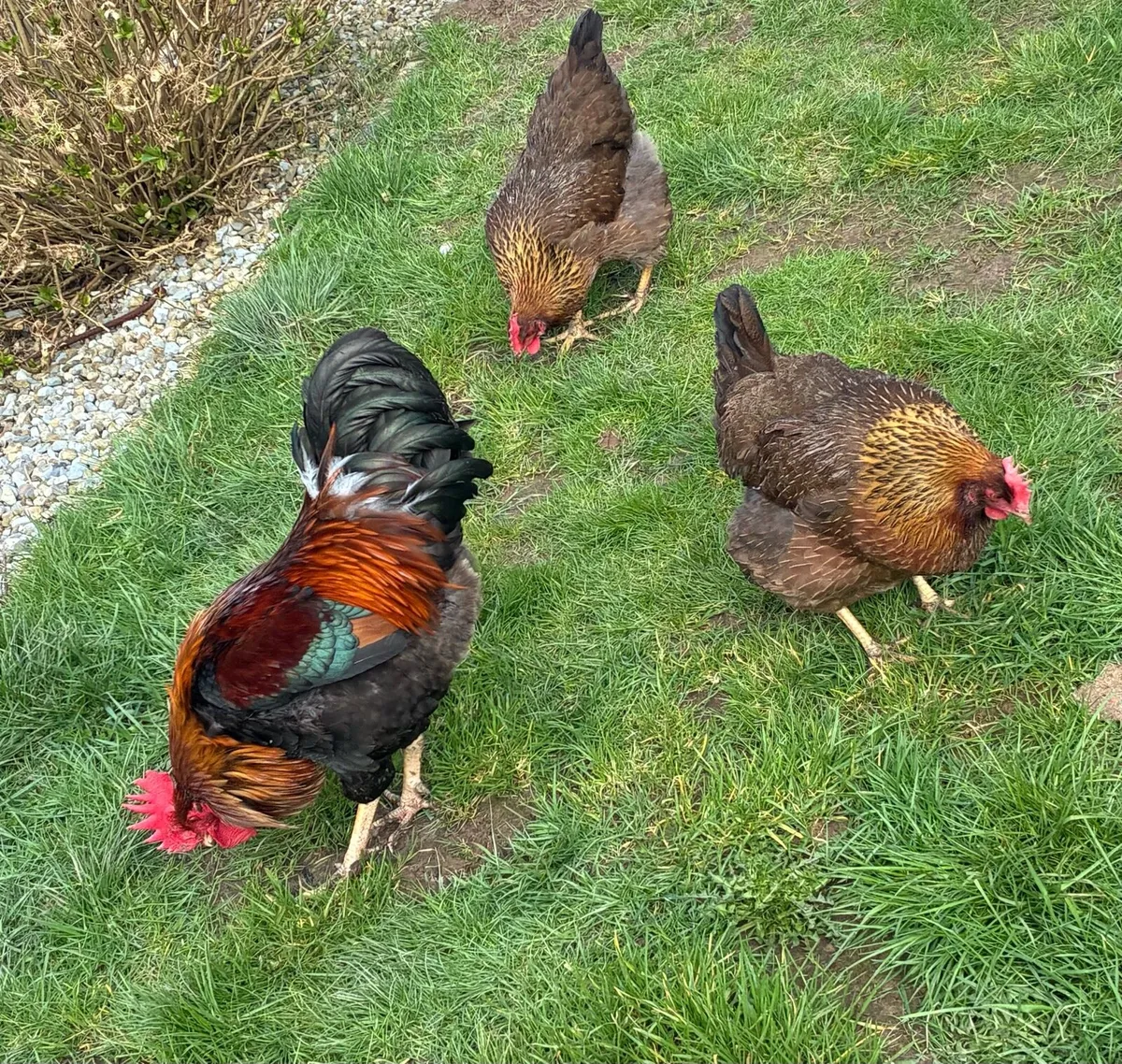 Purebred Hatching Eggs - Image 1