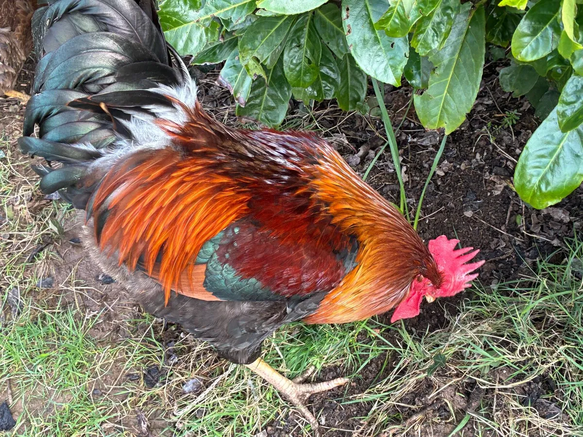 Purebred Hatching Eggs - Image 2