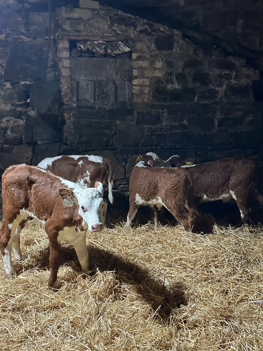 🌟6 super red whitehead heifers 🌟 - Image 1