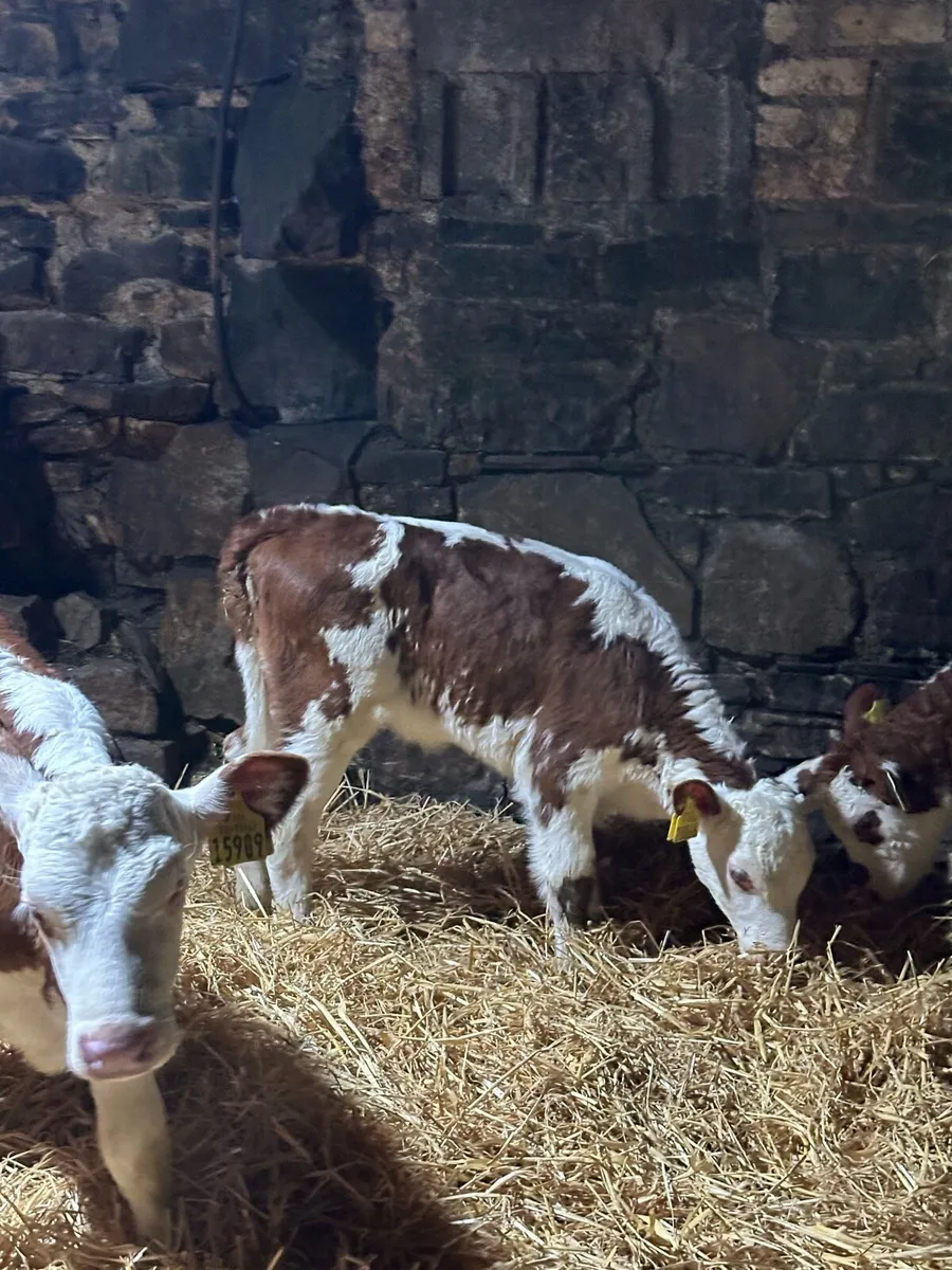 🌟6 super red whitehead heifers 🌟 - Image 2