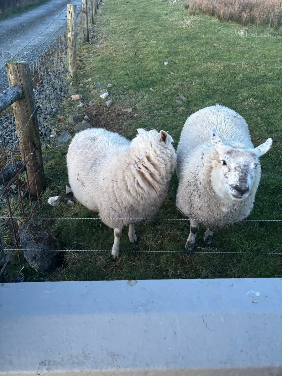Ewe Lambs - Image 2