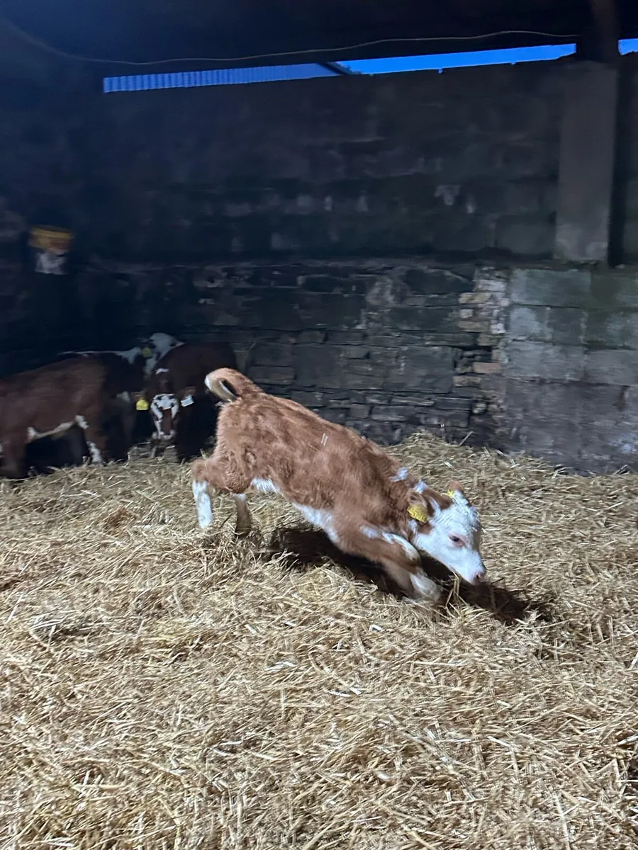 🌟6 super red whitehead heifers 🌟 - Image 4