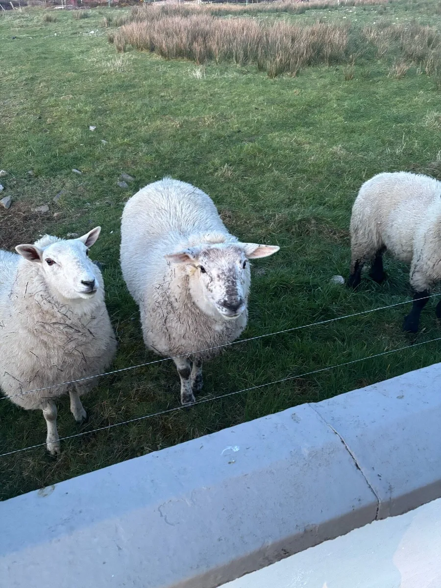 Ewe Lambs - Image 3