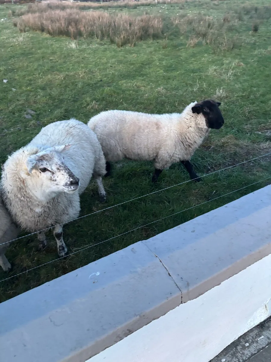 Ewe Lambs - Image 4