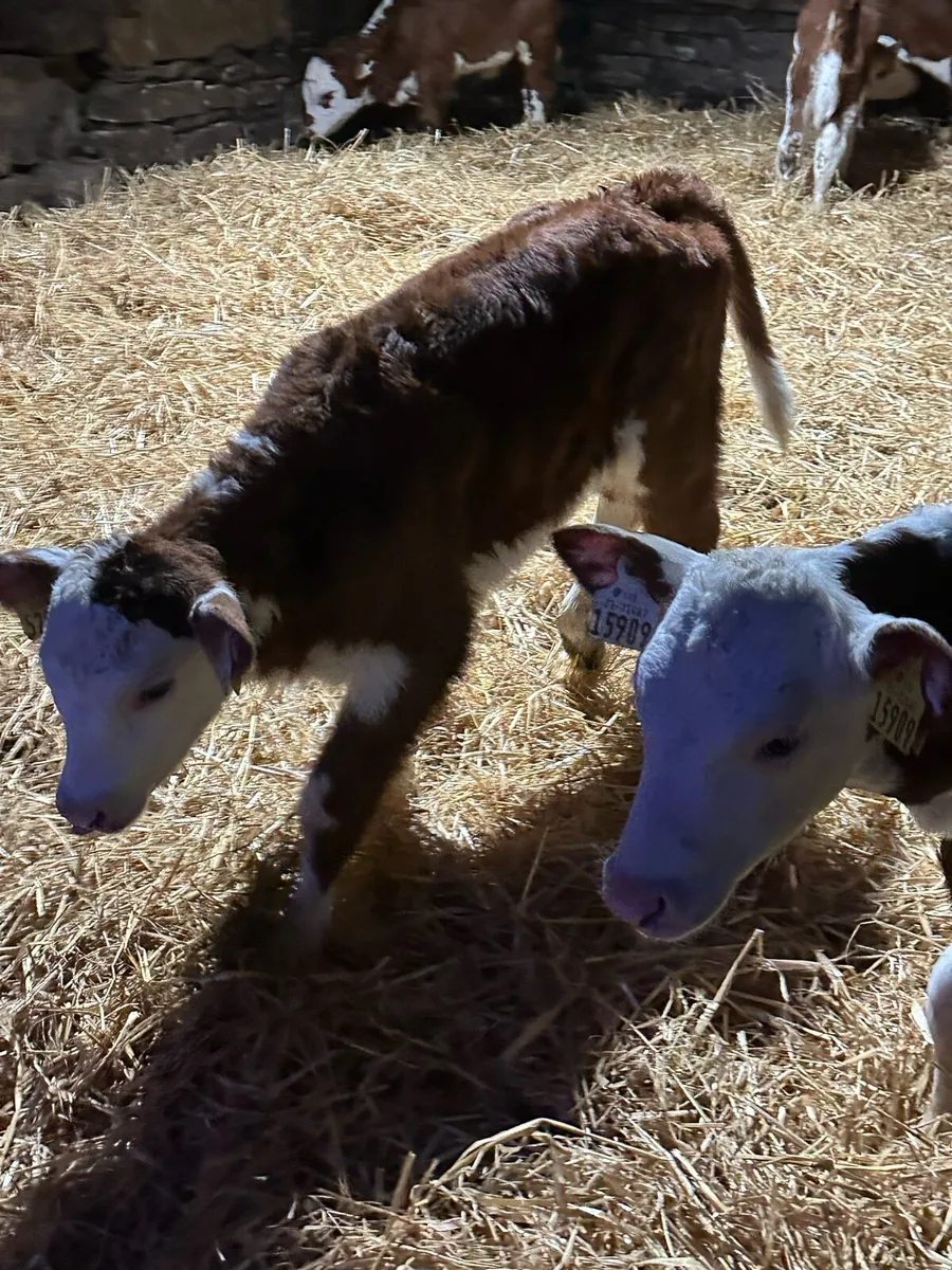 🌟6 super red whitehead heifers 🌟 - Image 3