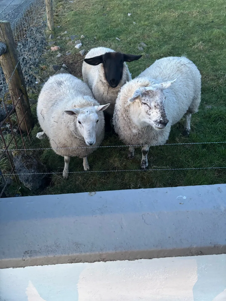 Ewe Lambs - Image 1