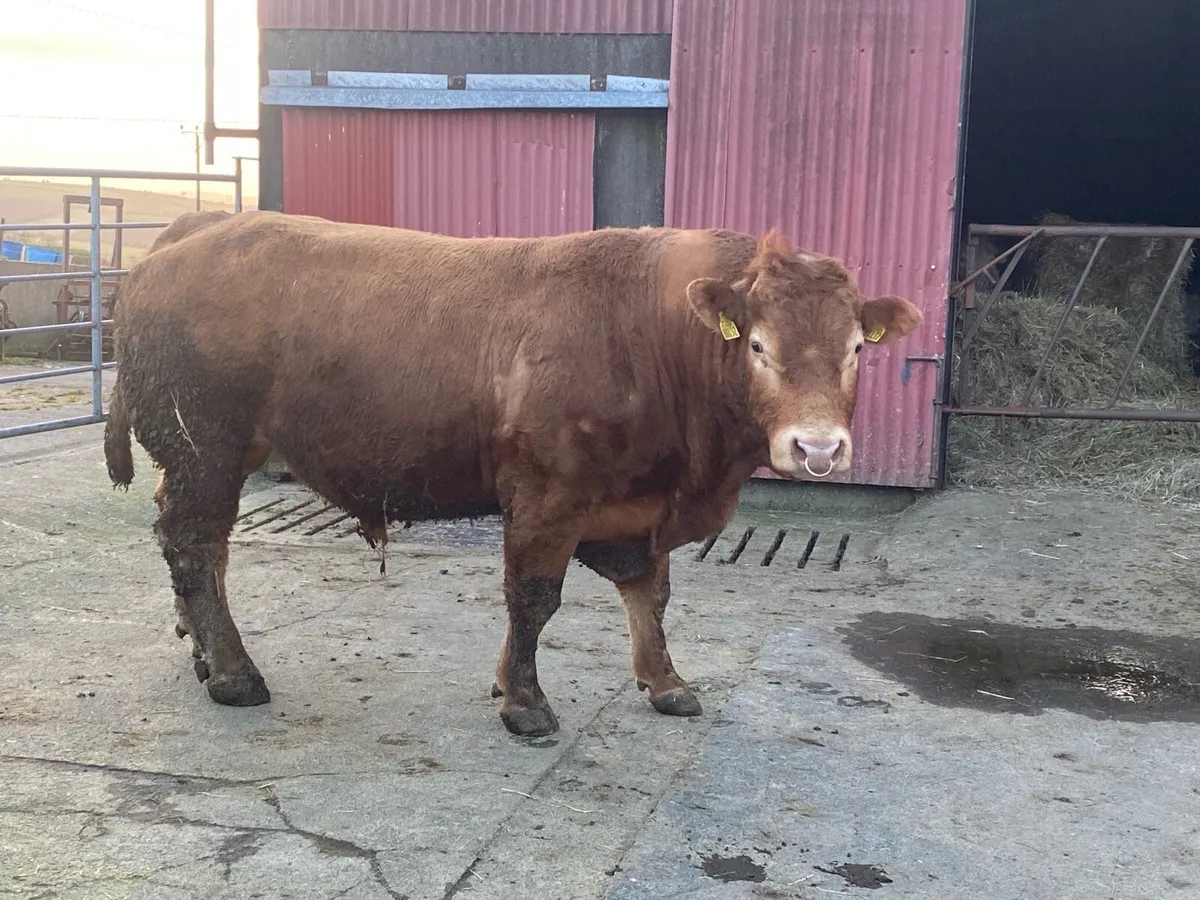 Limousin Bull - Image 1