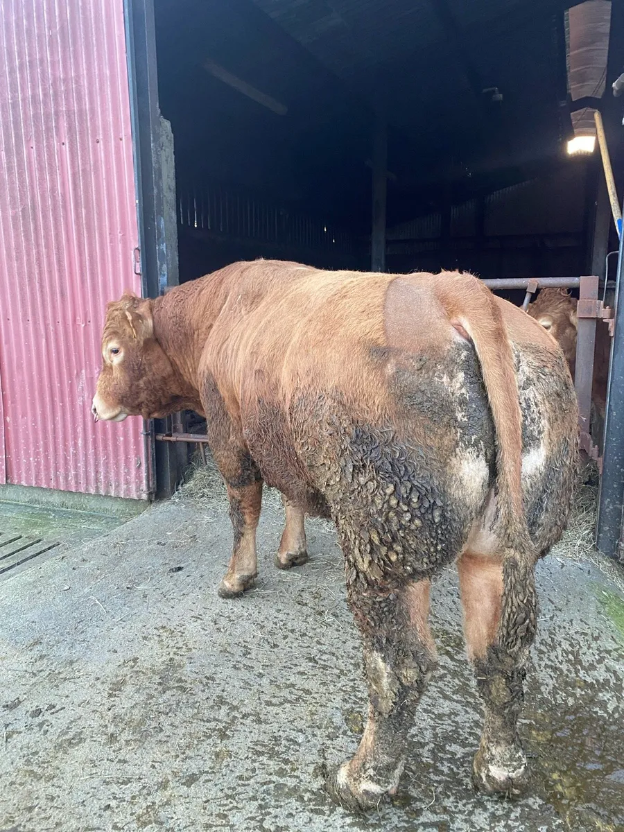 Limousin Bull - Image 2