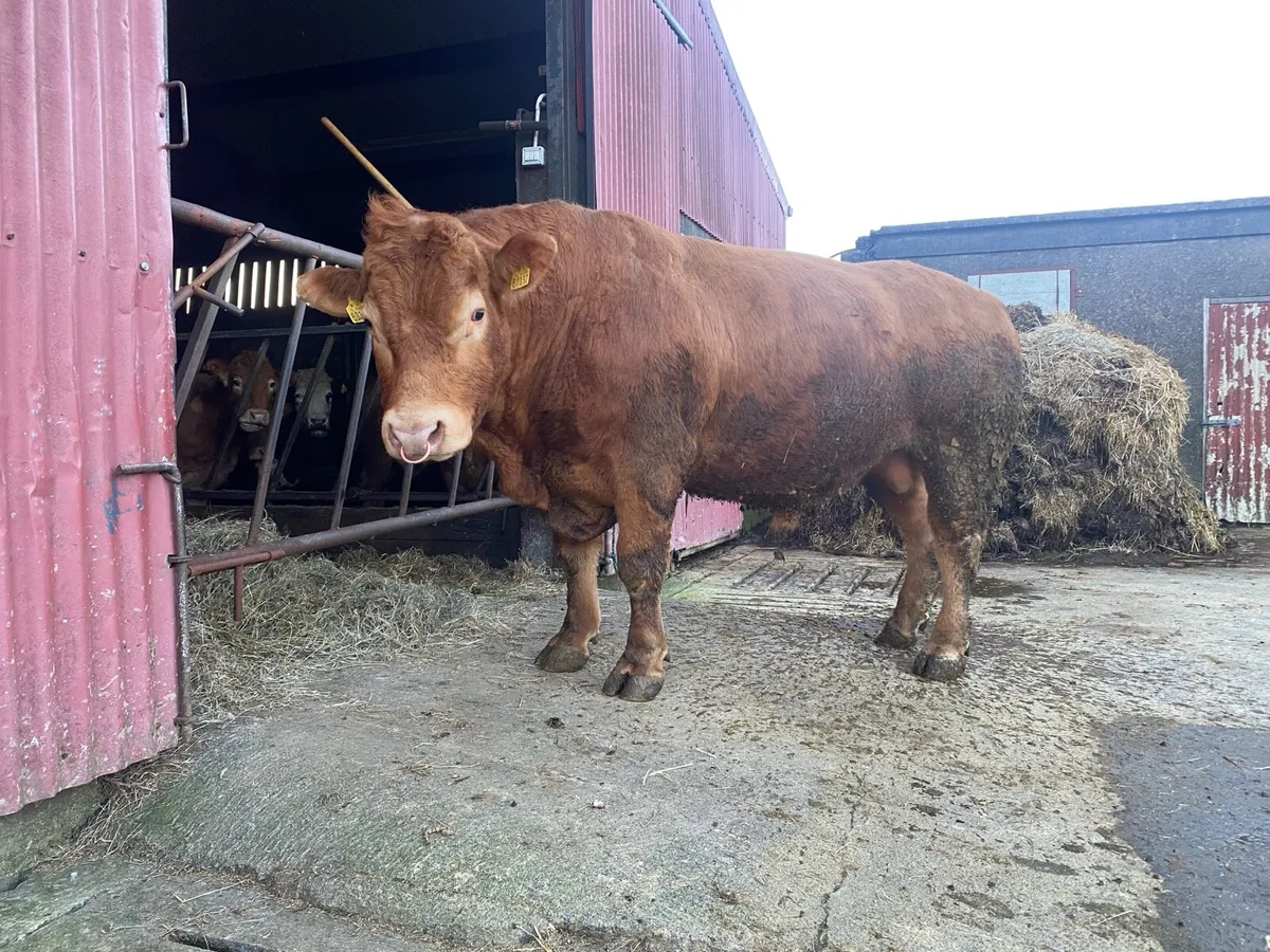 Limousin Bull - Image 3