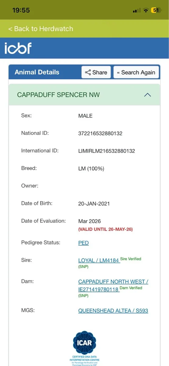 Limousin Bull - Image 4