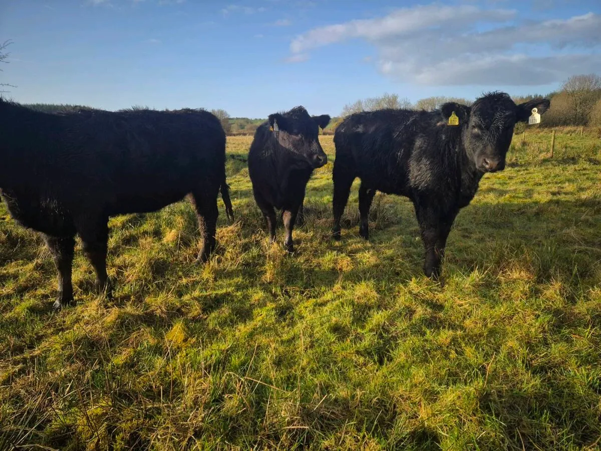 ELPHIN MART MONDAY 30TH - Image 4