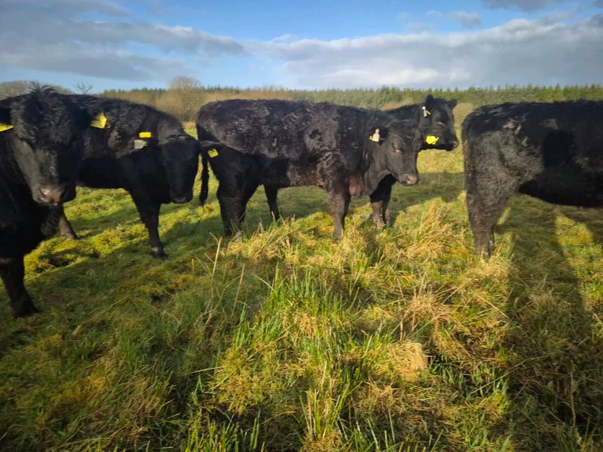 ELPHIN MART MONDAY 30TH - Image 1