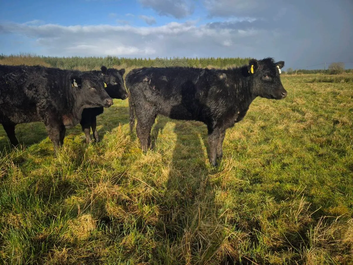 ELPHIN MART MONDAY 30TH - Image 2