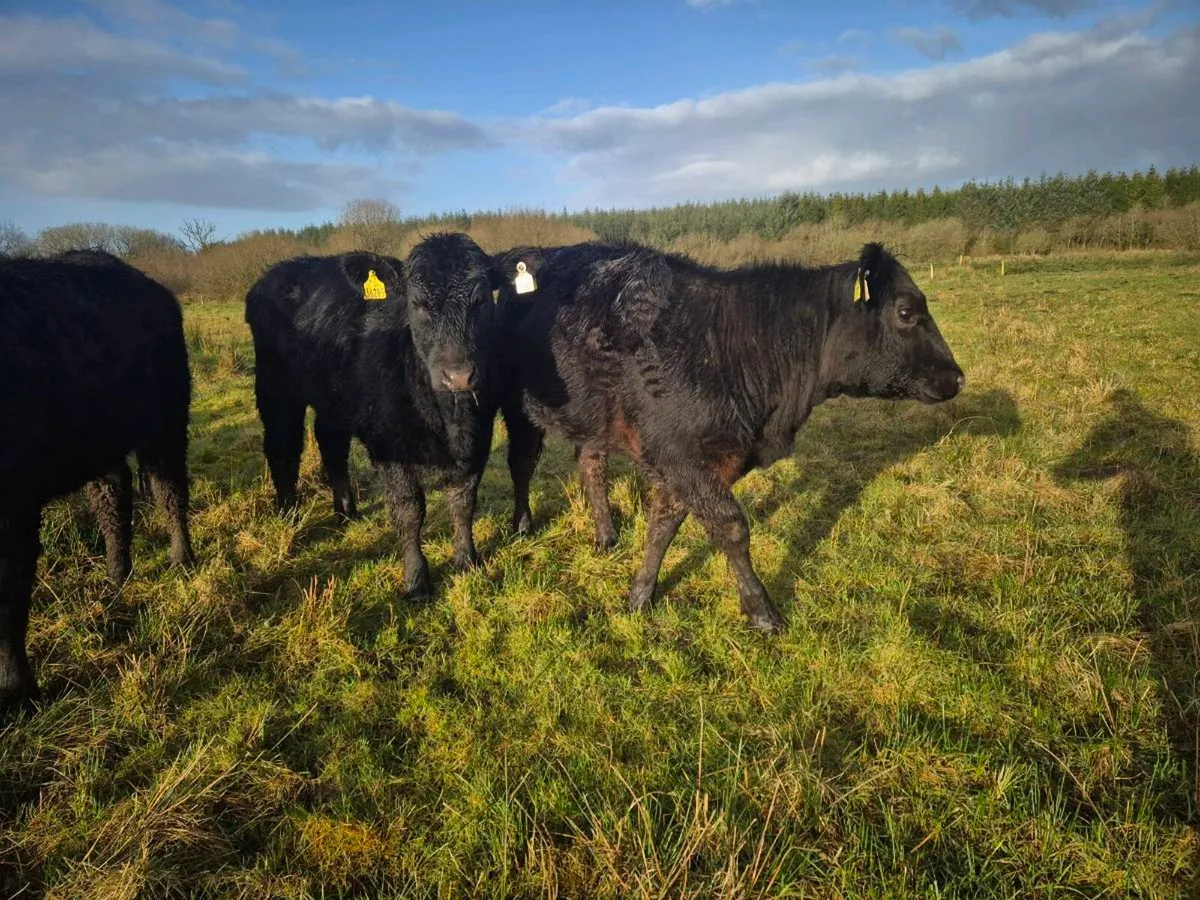 ELPHIN MART MONDAY 30TH - Image 3