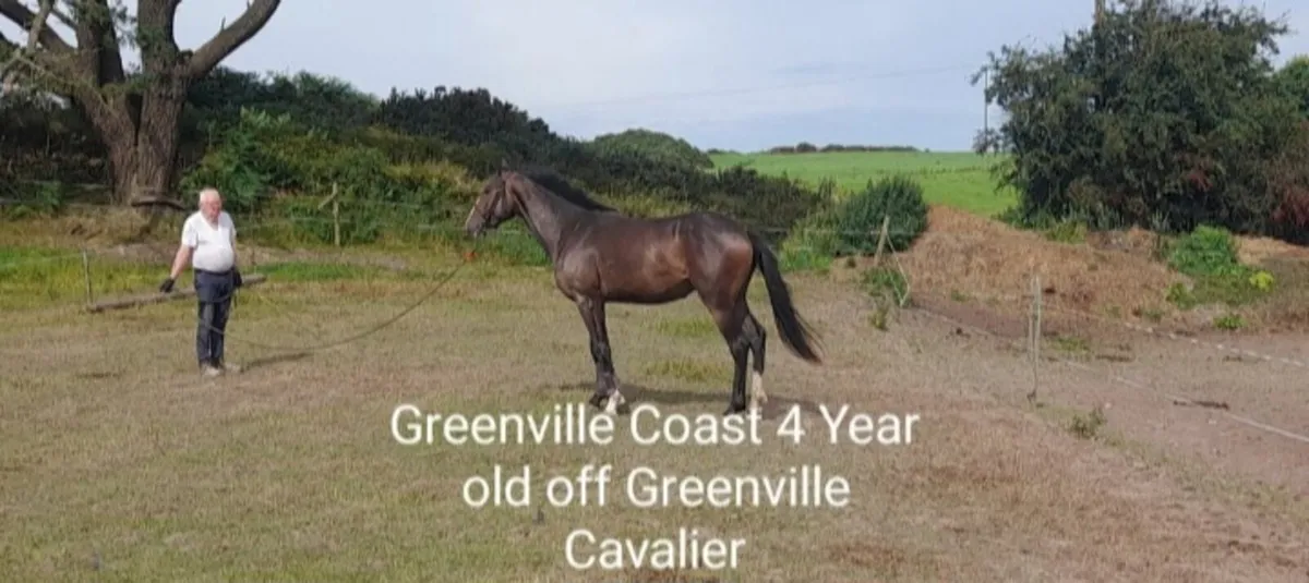 Greenville Cavalier AT STUD - Image 3