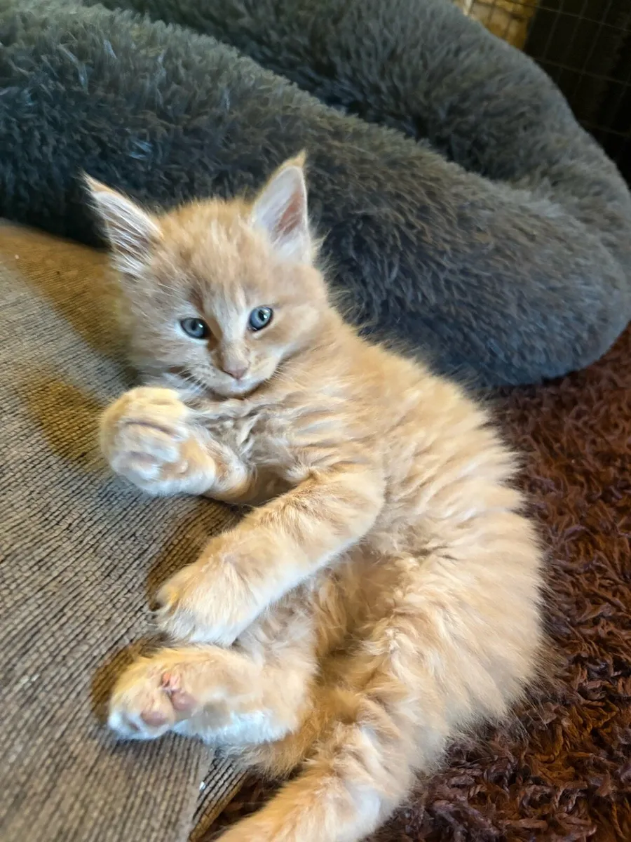 Maine Coon Kittens - Image 1