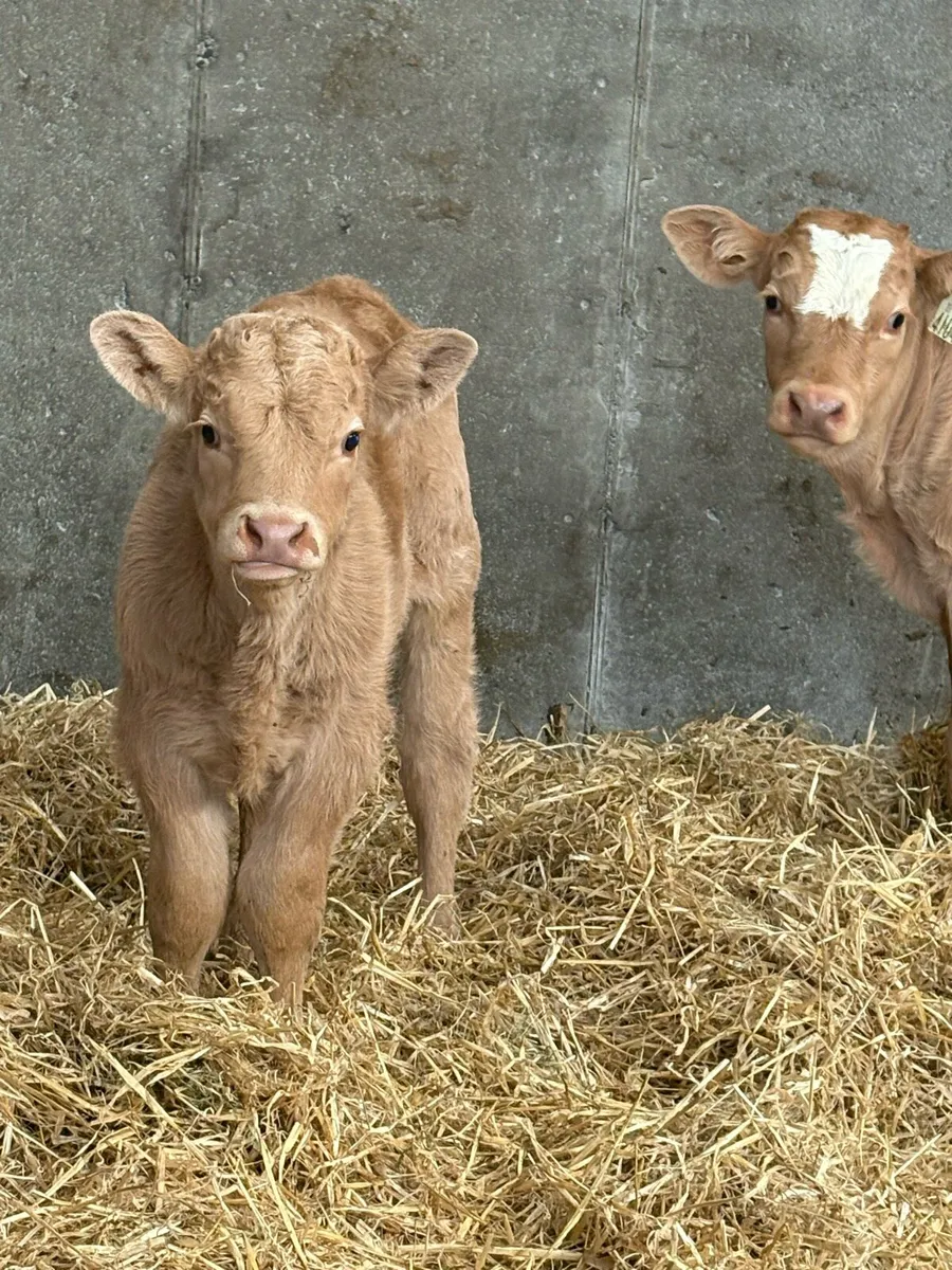 Continental Lim/Ch suck calf - Image 1