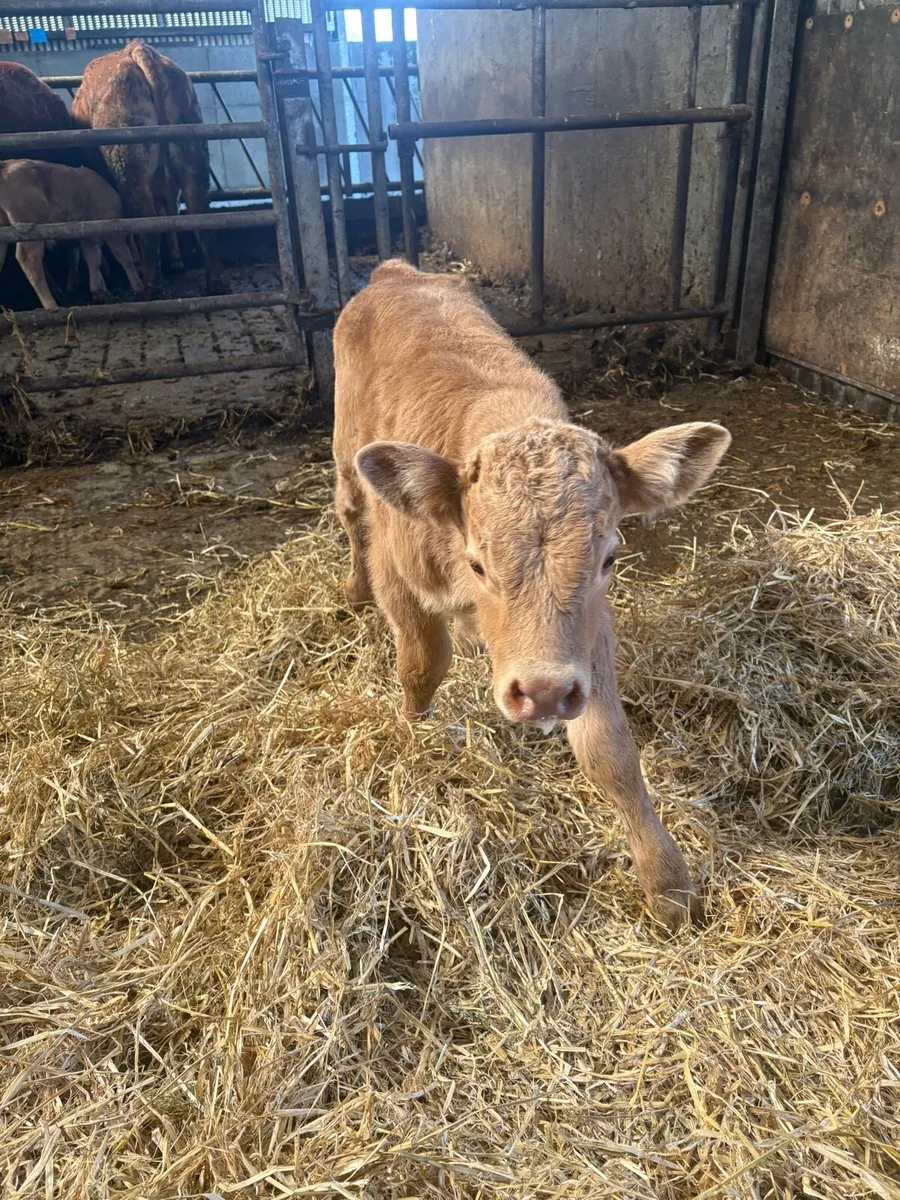 Continental Lim/Ch suck calf - Image 3