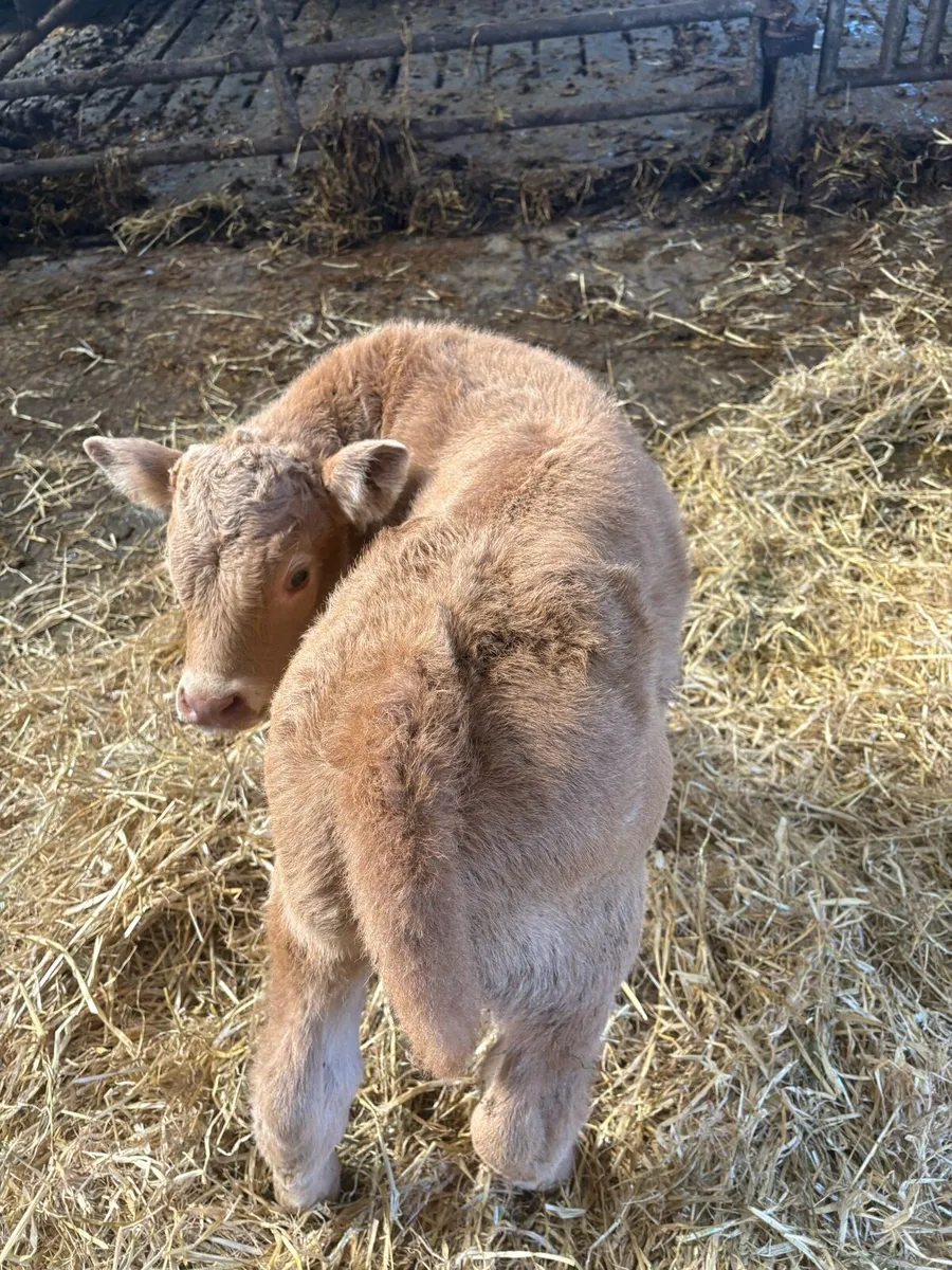 Continental Lim/Ch suck calf - Image 4