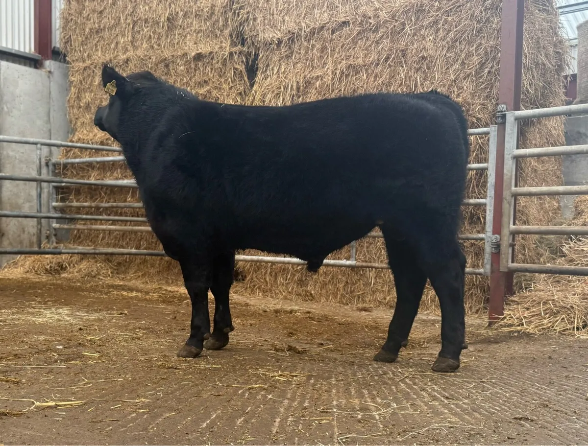 Liss Angus Bulls - Image 2