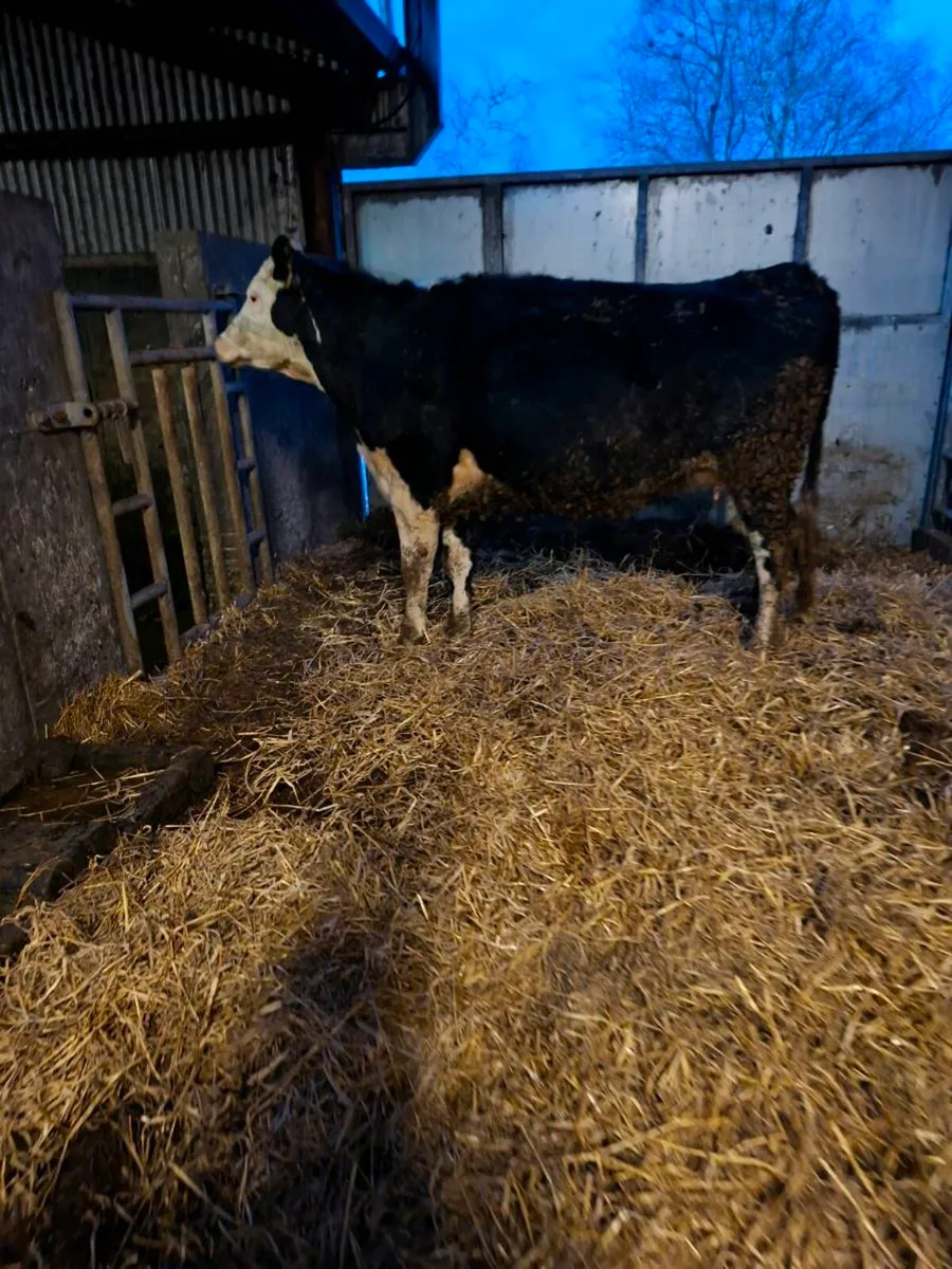 Hereford springer - Image 1