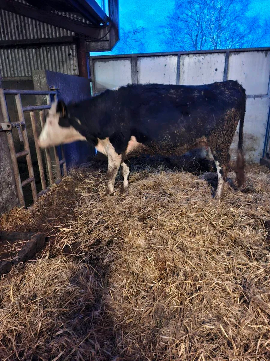 Hereford springer - Image 2