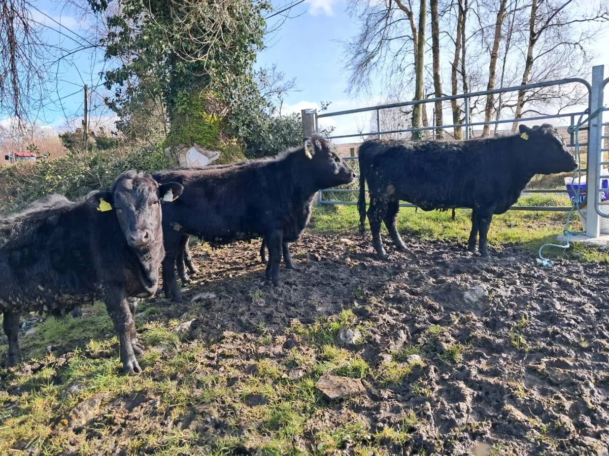 Dexter Heifers - Image 2