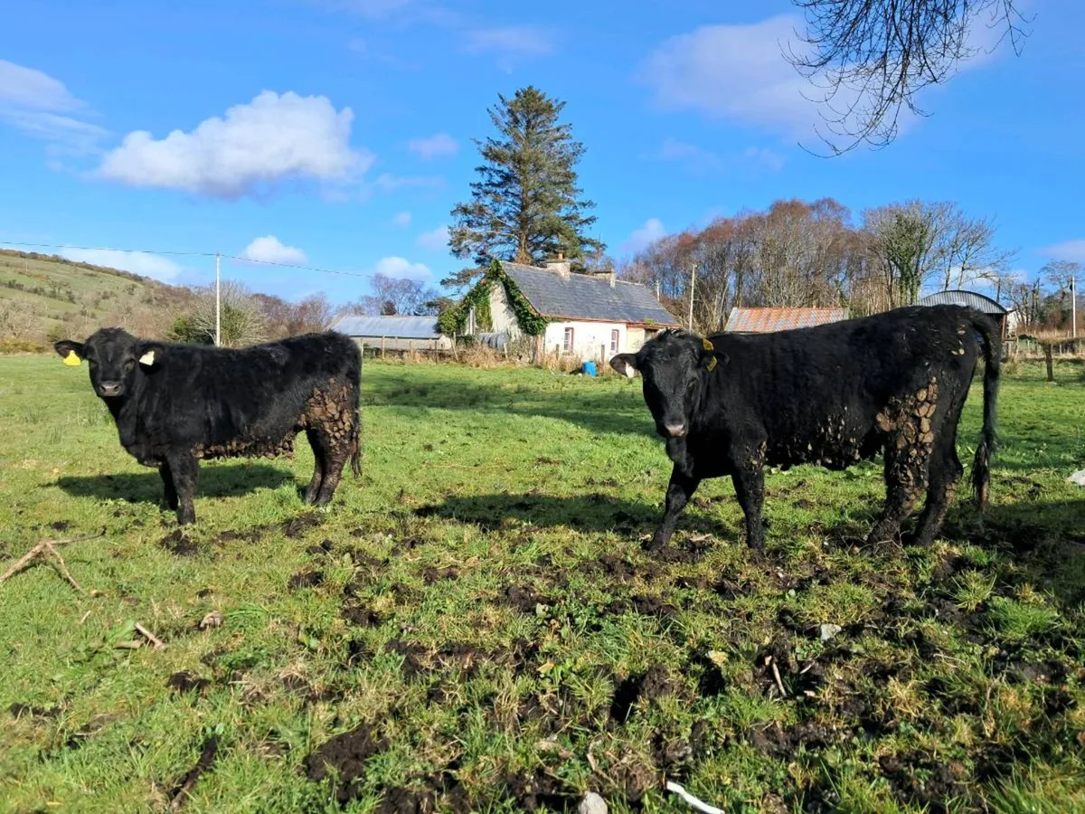 Dexter Heifers - Image 1