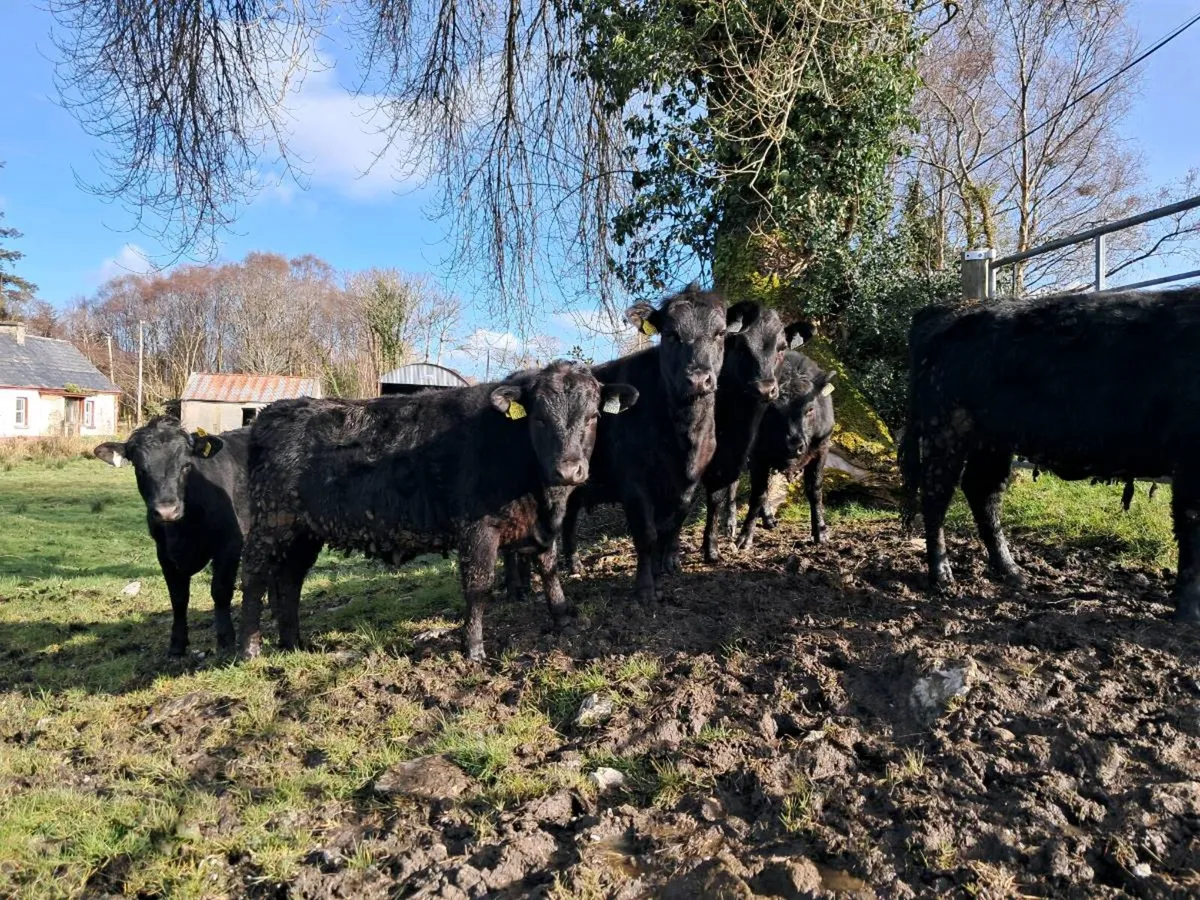 Dexter Heifers - Image 3