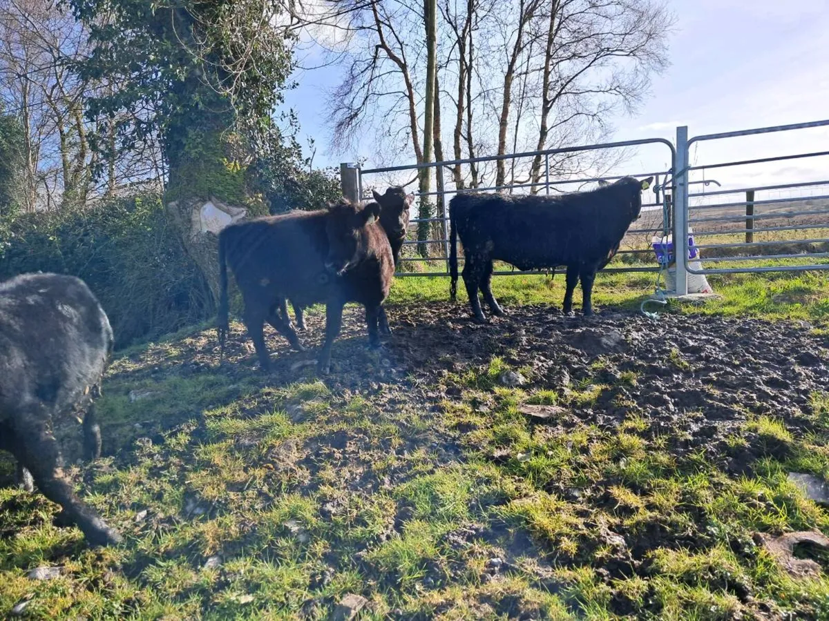 Dexter Heifers - Image 4