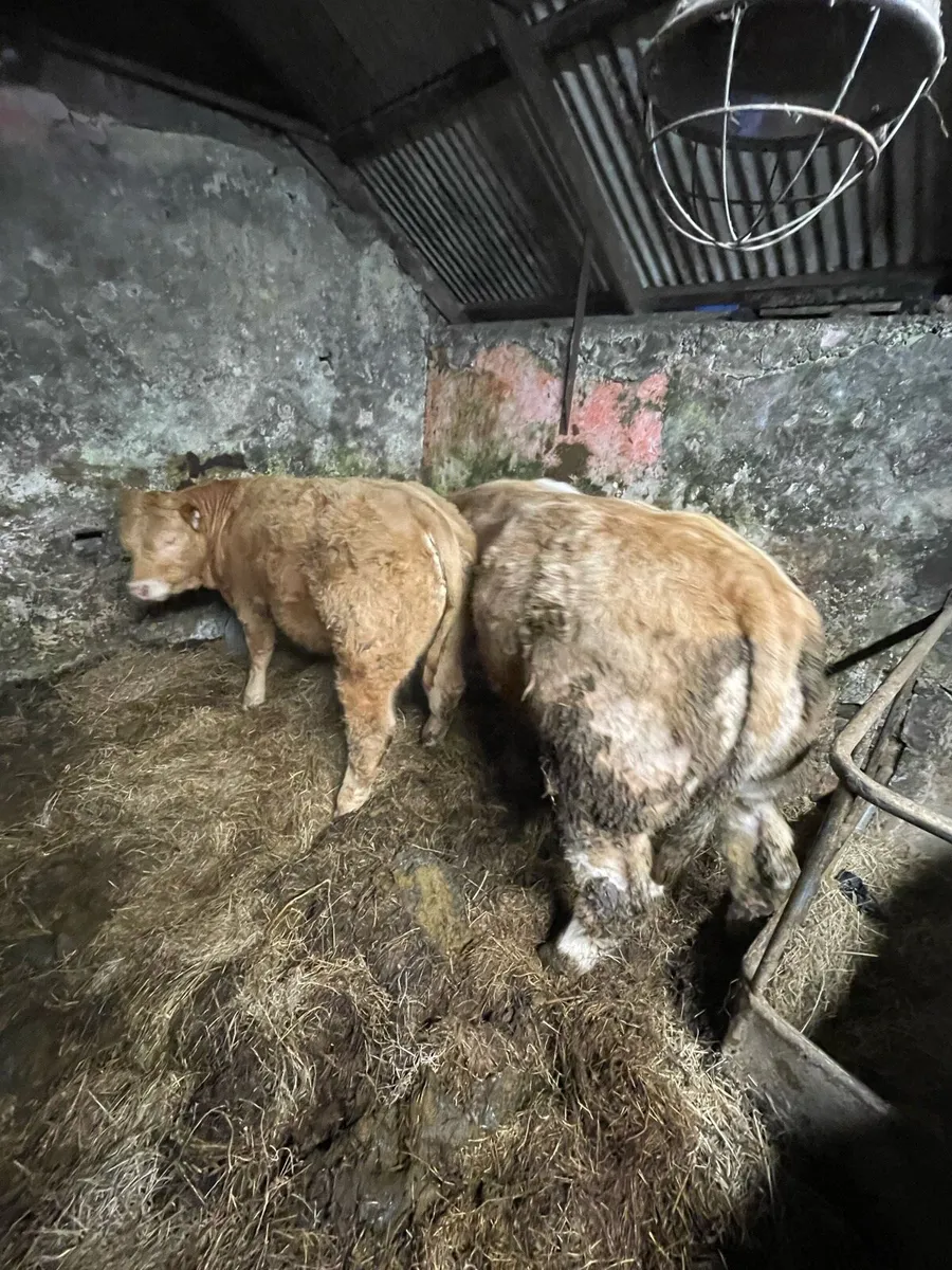 7 AI Bred Weanling Bulls at Ennis Mart - Image 1