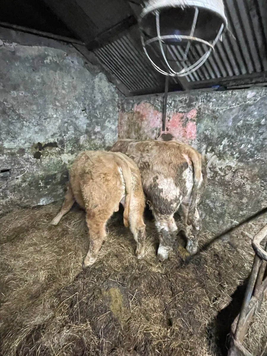 7 AI Bred Weanling Bulls at Ennis Mart - Image 3