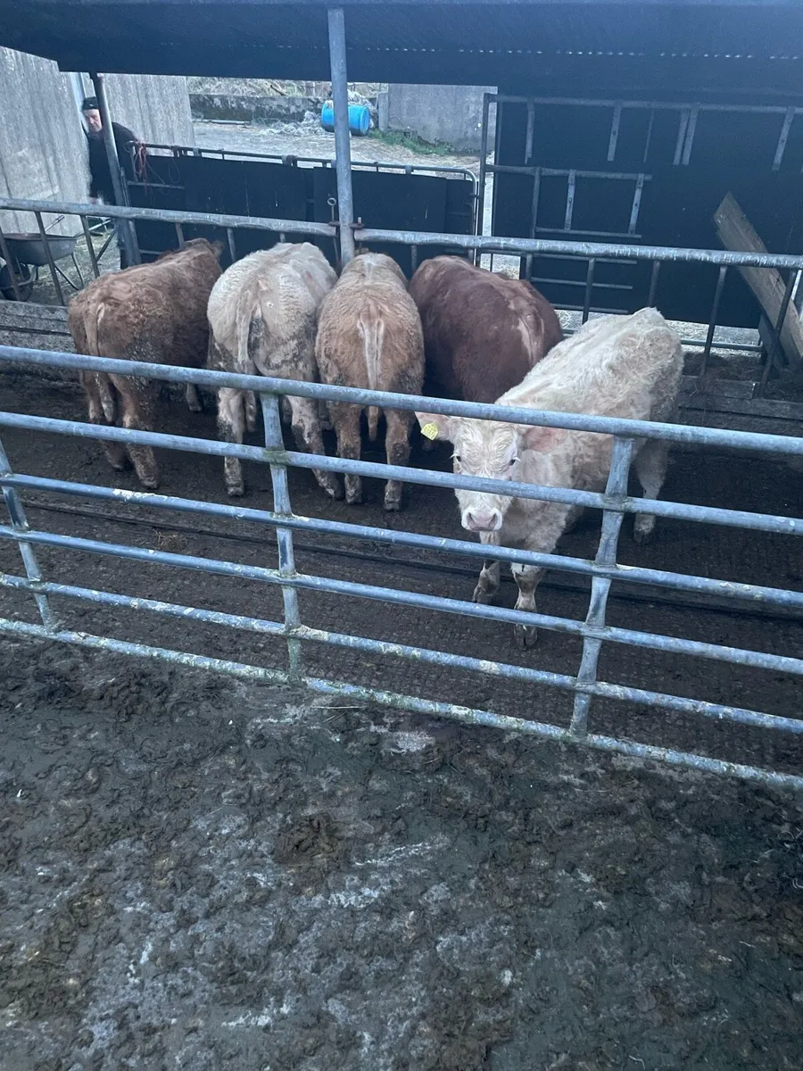 7 AI Bred Weanling Bulls at Ennis Mart - Image 4