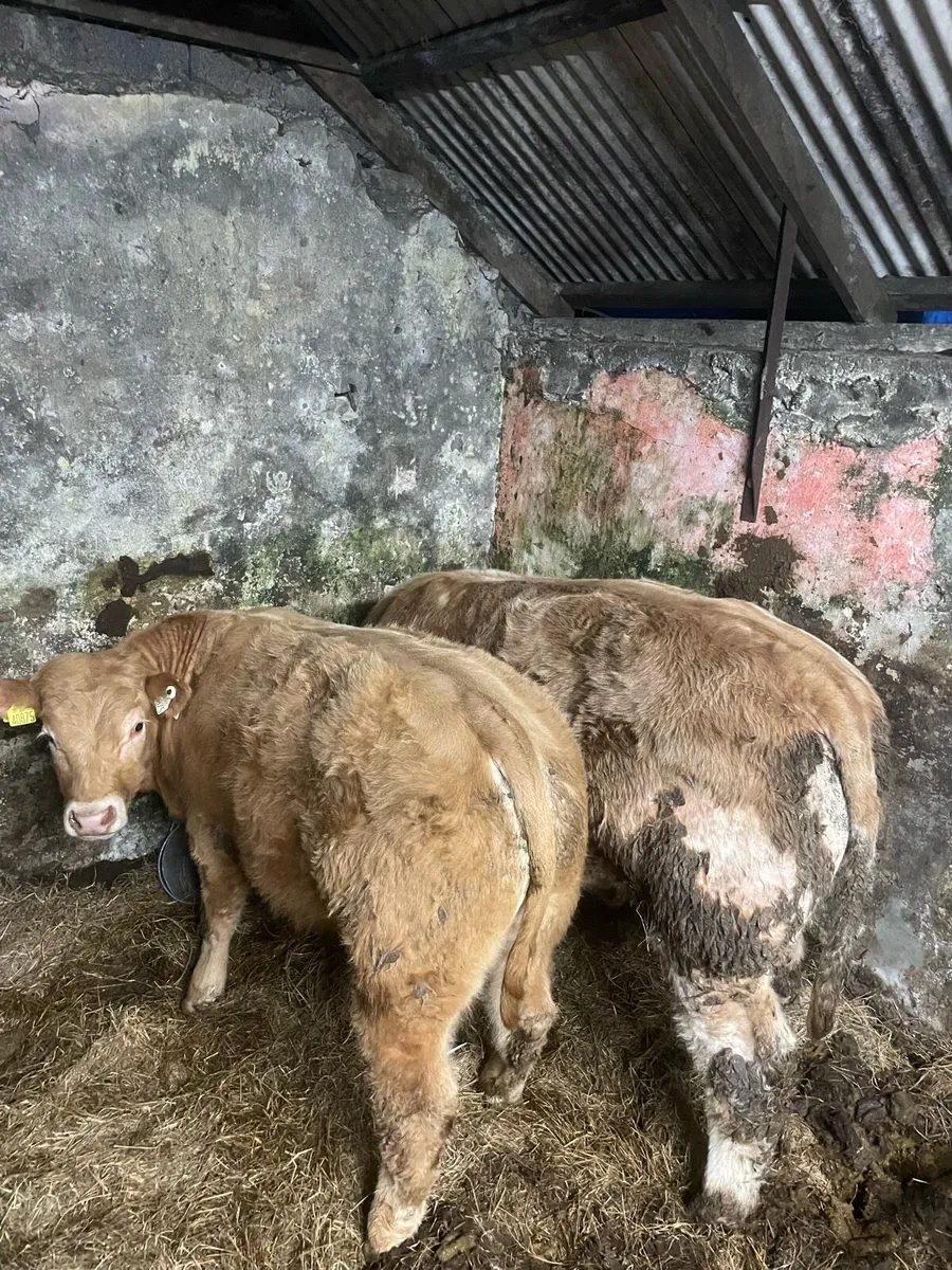 7 AI Bred Weanling Bulls at Ennis Mart - Image 2