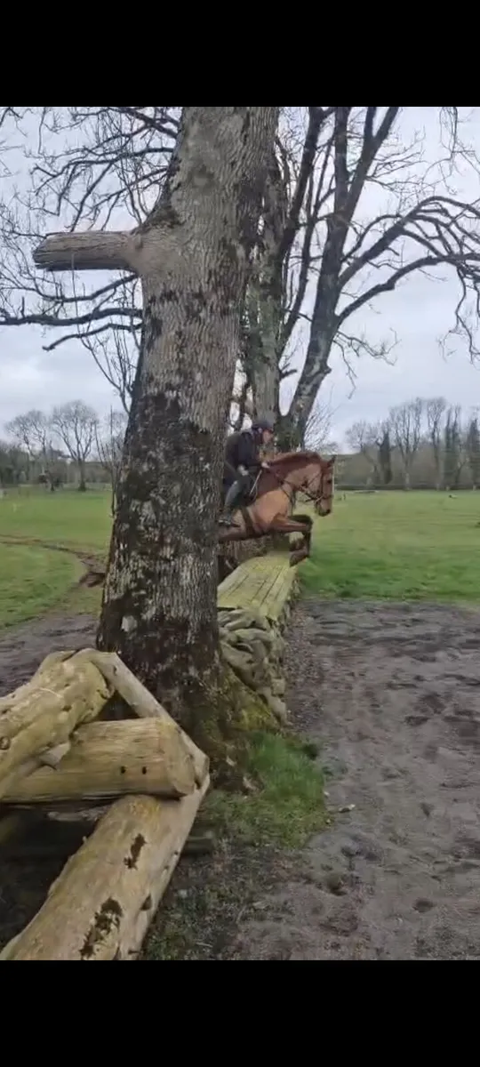 9 yr old Gelding - Image 1