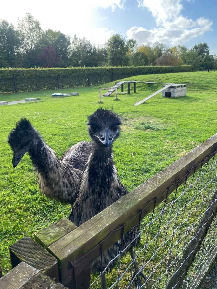 Emu - Image 1