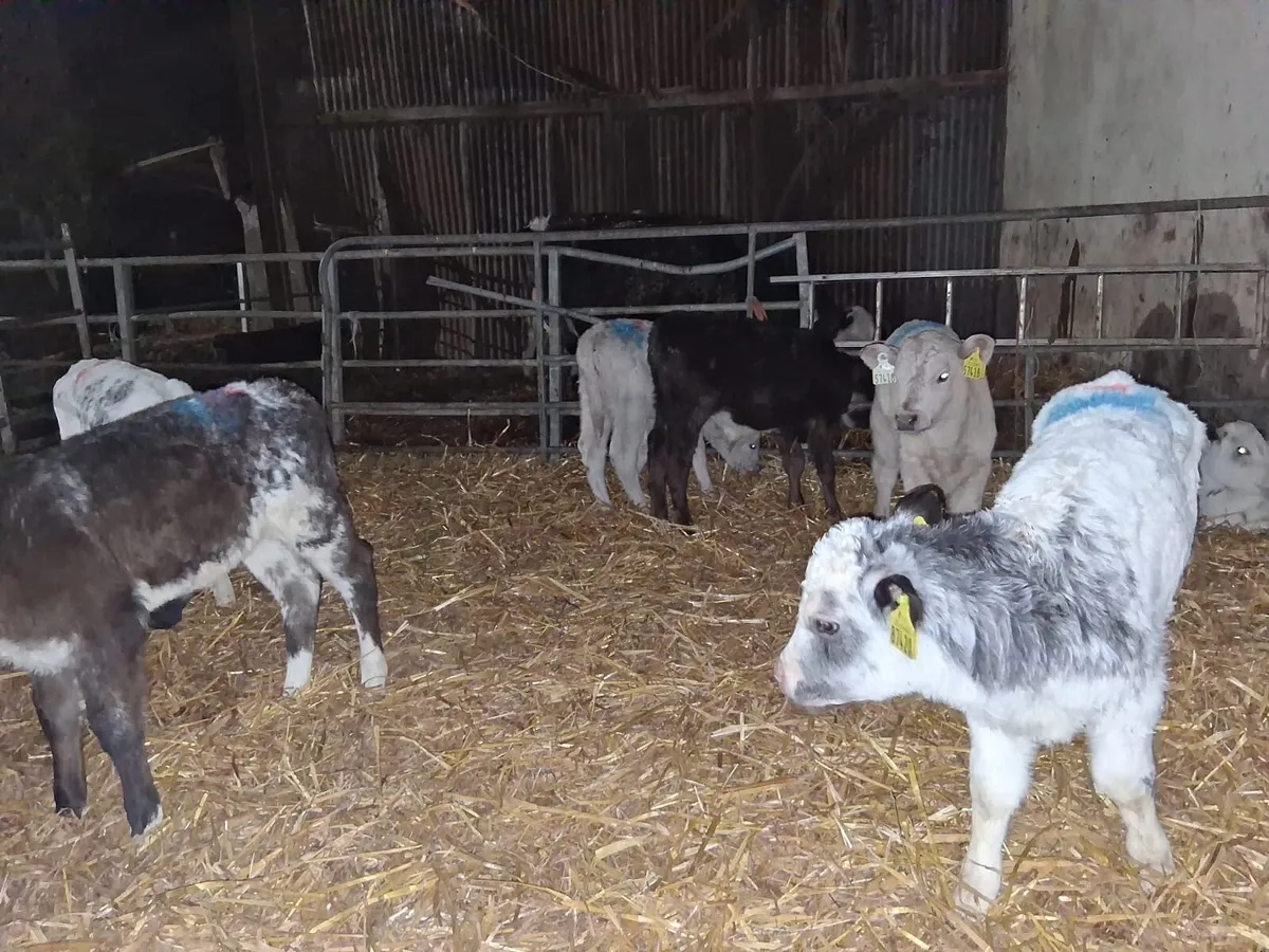 10 continental heifer calves - Image 2