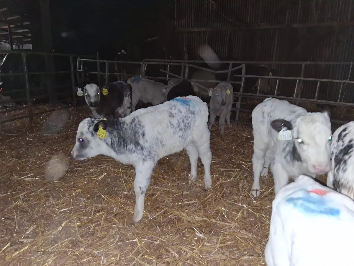 10 continental heifer calves - Image 3