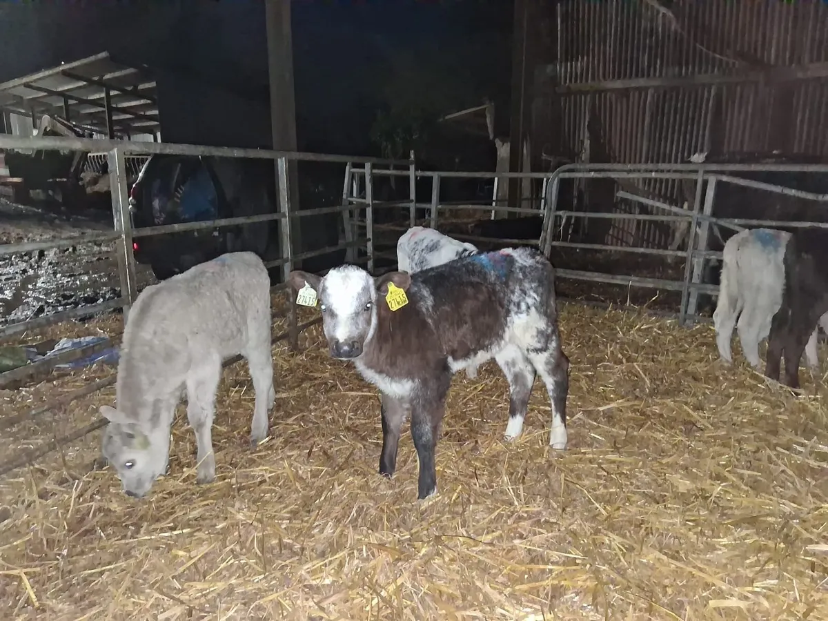 10 continental heifer calves - Image 4
